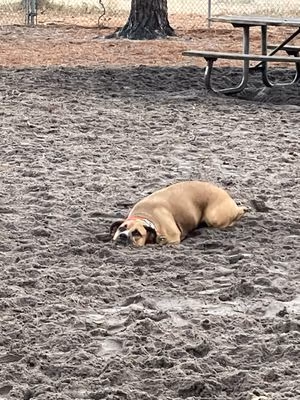 Dog Park at Empie Park photo 2